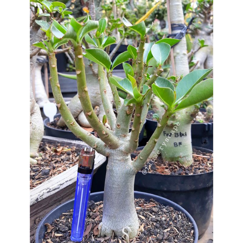 Adenium arabicum