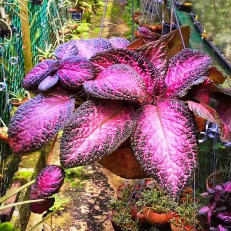episcia Merah / Ungu beludru