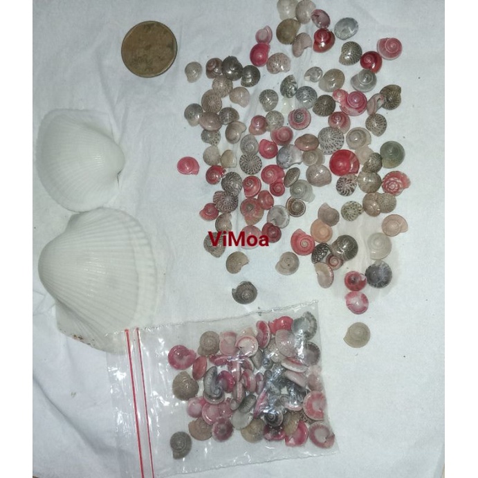 CANGKANG KEONG LAUT MINI / BAHAN CRAFT