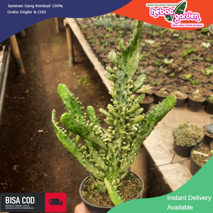 JUAL kaktus opuntia monacanta variegata jumbo - Hebat Store