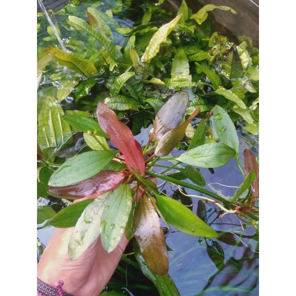 Echinodorus red special