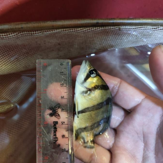 

ikan datz ntt import