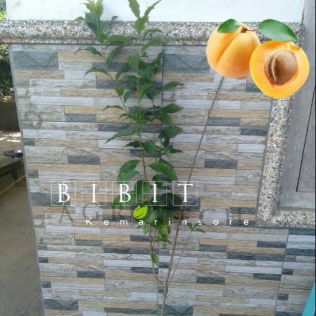 Bibit Plum Kuning/Plum Unik Langka