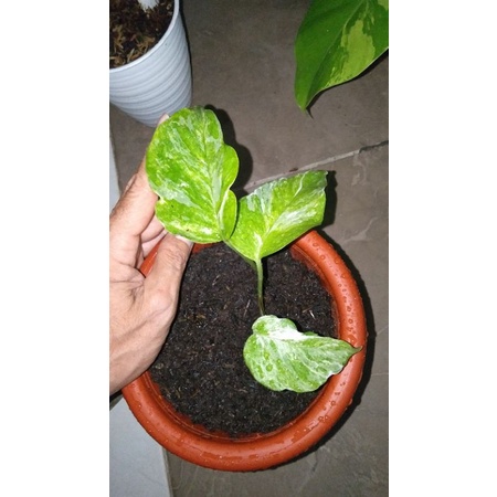 epipremnum sp merapi pesanan kak maryam