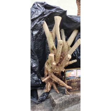 dongkelan bonsai lantana +bonus bahan sancang