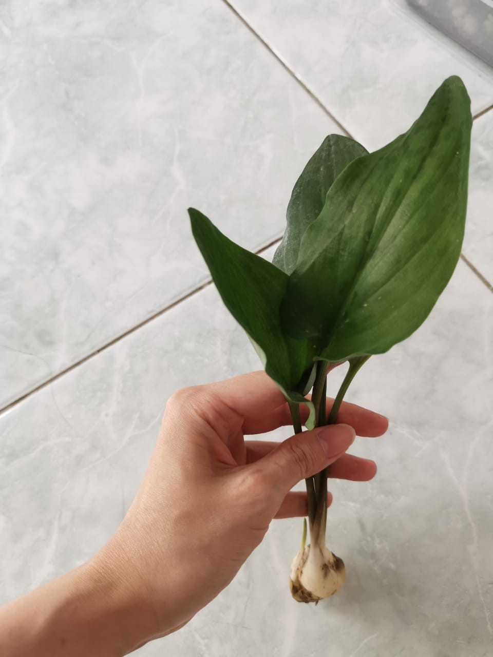 Sukulen Dan Kaktus Mini (drimiopsis Maculata)