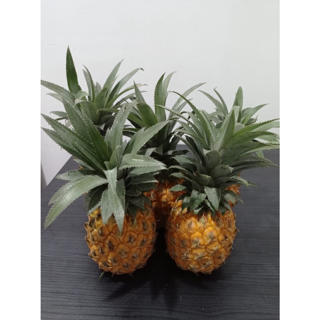 

nanas madu segar & premium semarang