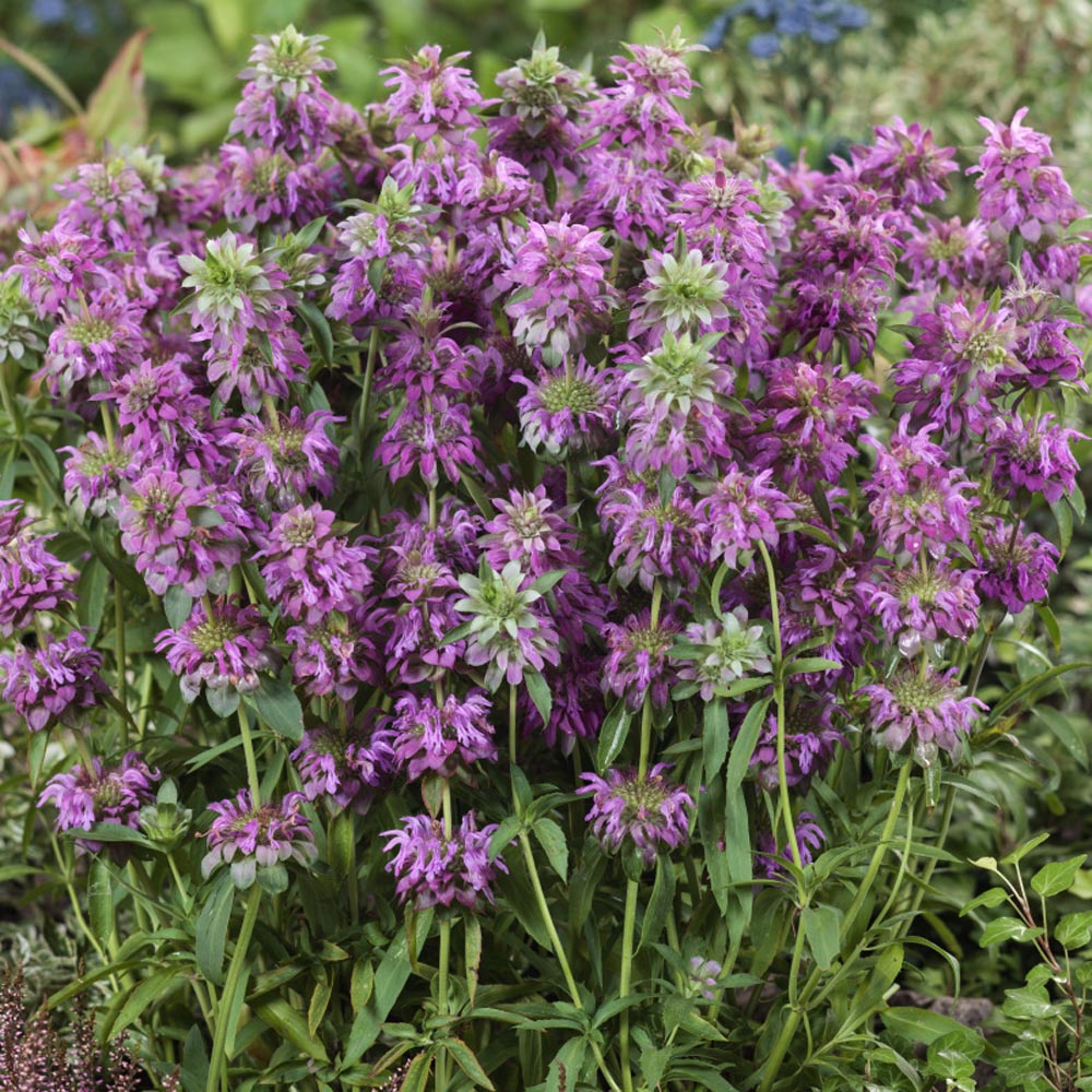 Benih Bibit Biji - Lemon Mint Lemon Beebalm (Monarda citriodora) Medical Herb Seeds - IMPORT