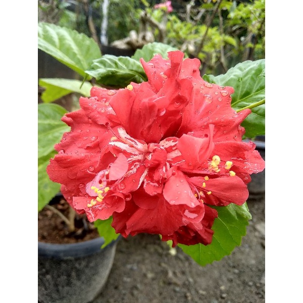 tanaman hidup bunga sepatu tumpuk bunganya besar sekali