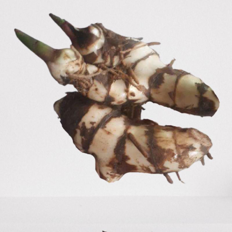 

Jual Umbi ganyong putih basah segar 1kg organik