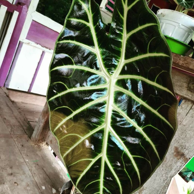 UMBI/BONGGOL Bonggol Alocasia Suhirmaniana