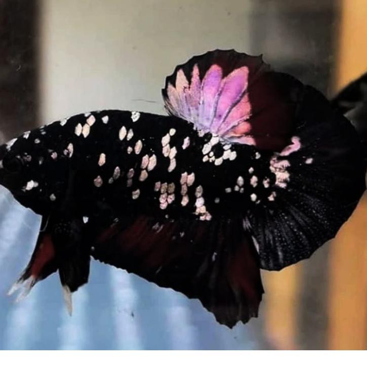 avatar cooper gold avcG siap breed