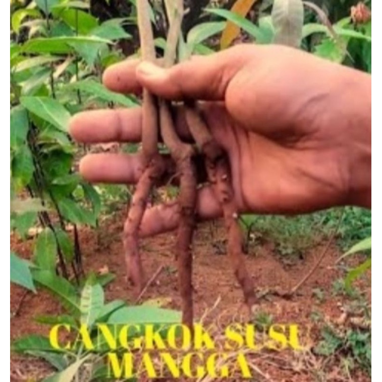 Akar Bantu Cangkok Susu Mangga atau Seedling Terbaik
