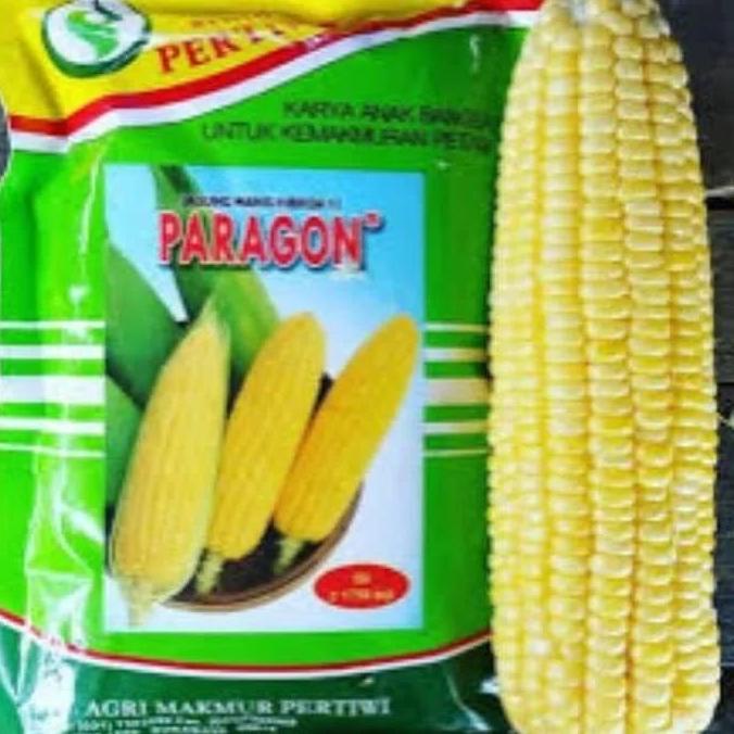 Benih / bibit Jagung manis Paragon