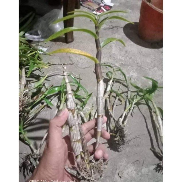 ID ANGGREK DENDROBIUM CAPRA / LARAT HIJAU