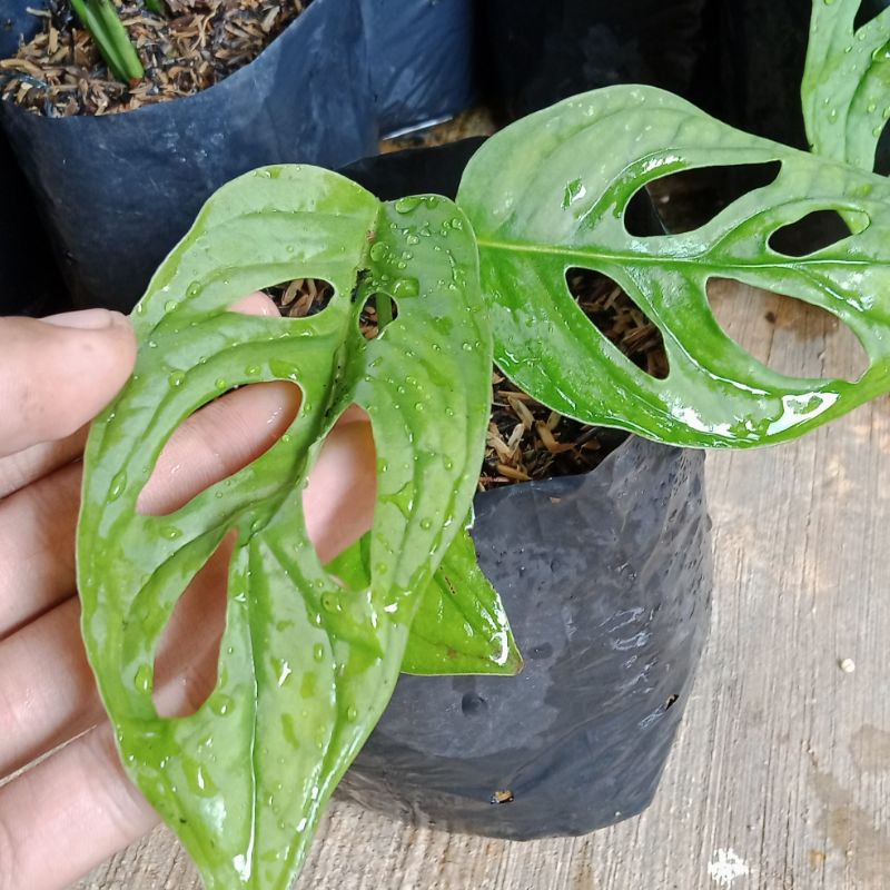 tanaman janda bolong monstera janda bolong tanaman hias janda bolong