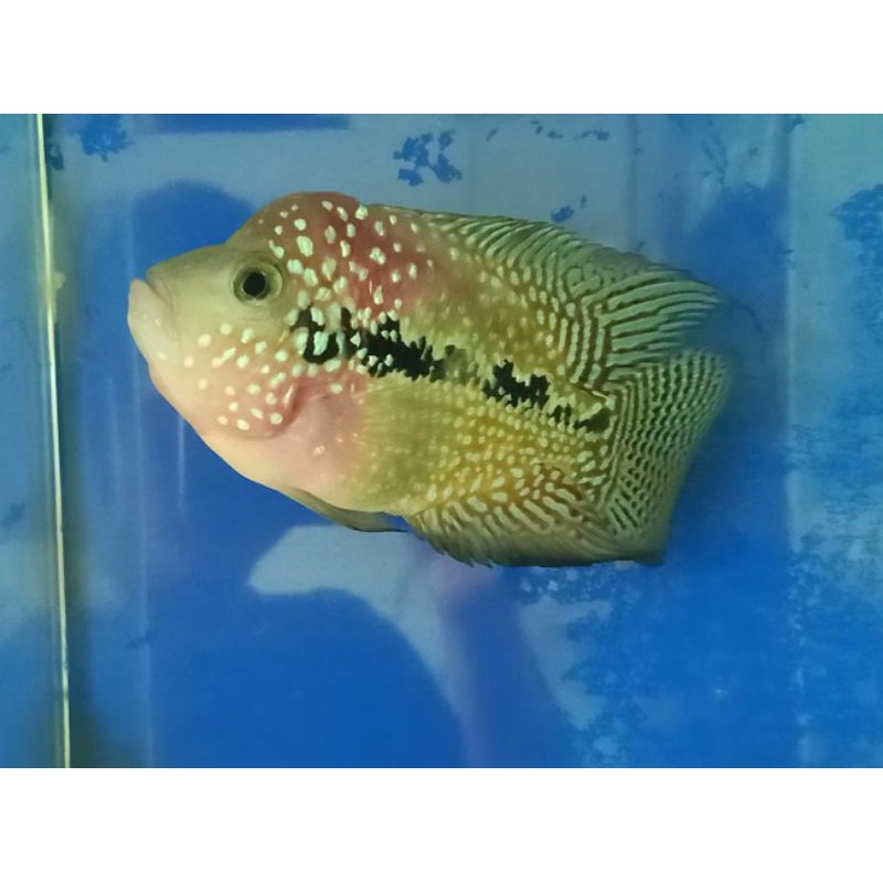 Ikan Louhan Kamfa Betina / Flowerhorn kamfa female