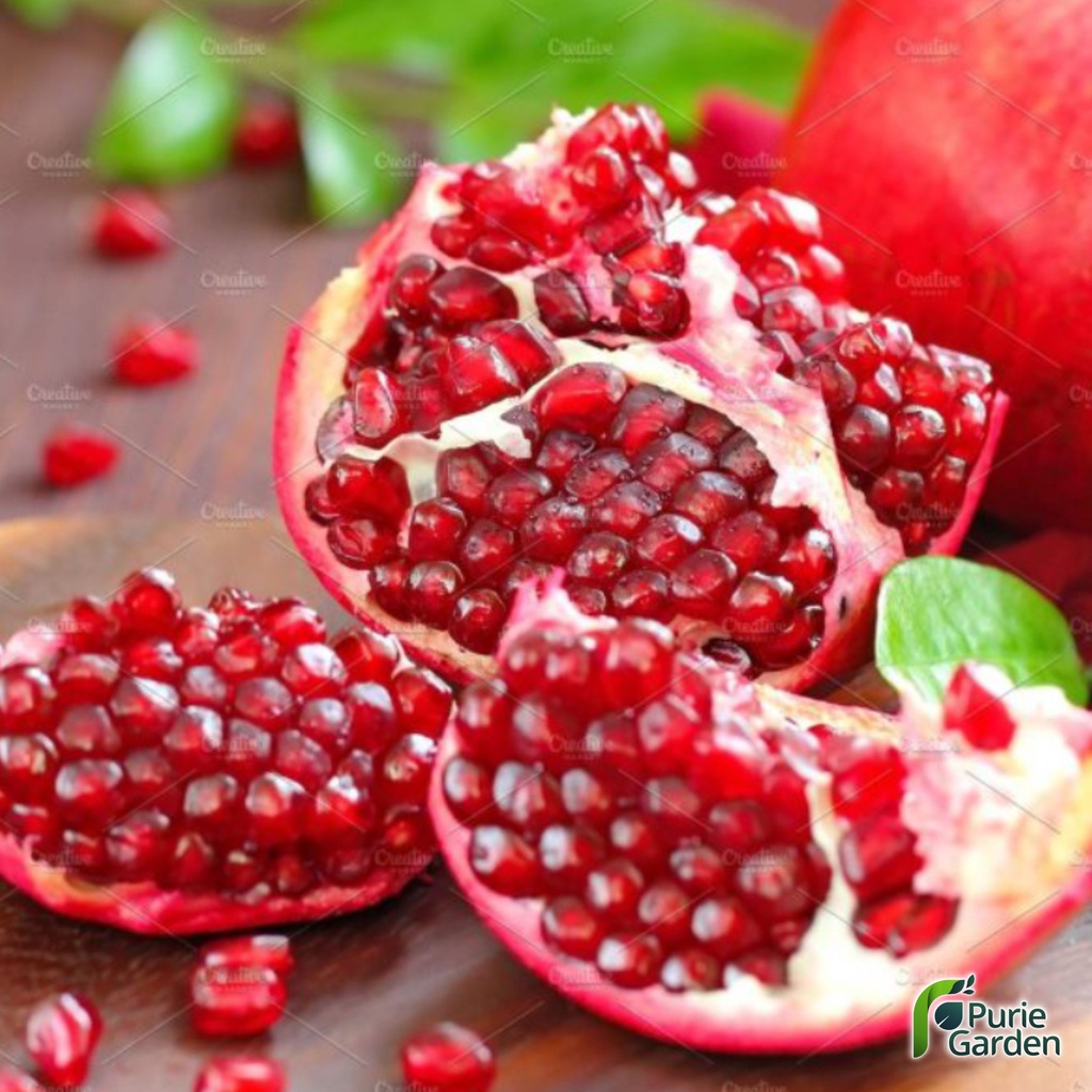 Bibit Tanaman Delima Merah Red Pomegranate Siap Berbuah PG KDR