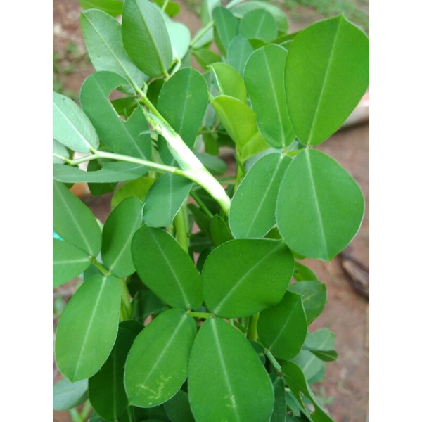 

Chipilin/ Daun kacang kacangnan/susuukan herbal segar