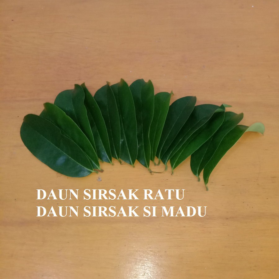 

200 lembar Daun sirsak ratu segar / Daun sirsak si madu