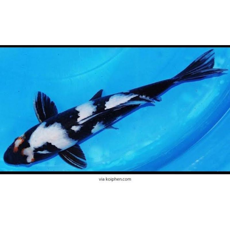 ikan koi shiro utsuri blitar ukuran 33-35cm