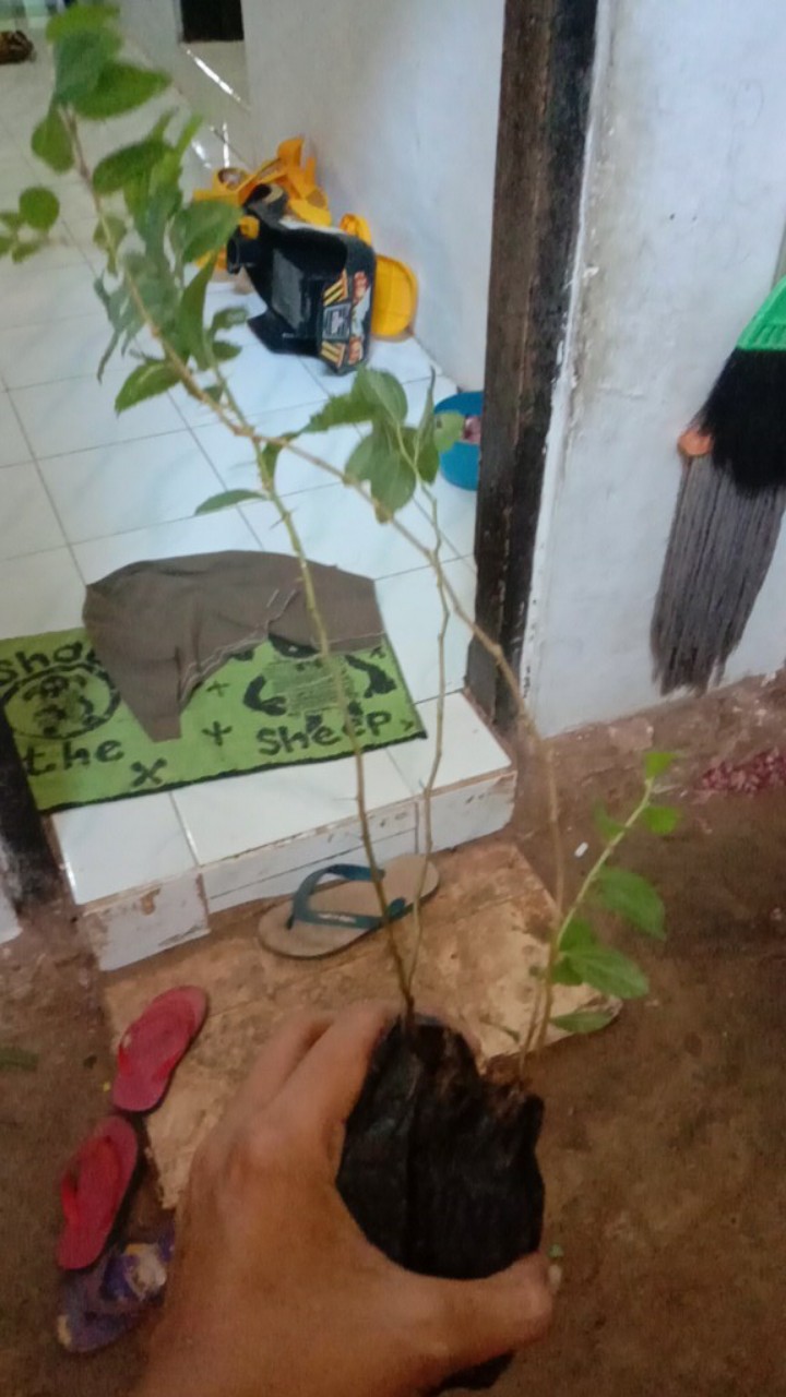 Promo 3 Pohon Bibit Bidara Arab / Terapi Rukyah