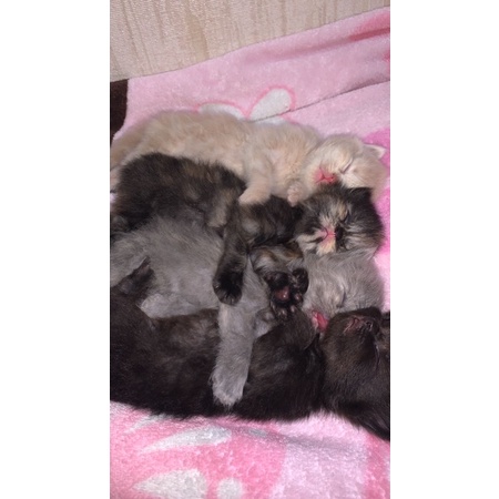 Kucing kitten persia mix himalaya bulu kapas panjang