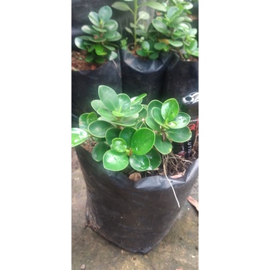 Bibit ficus dolar mangkok murah