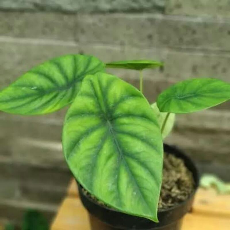 tanaman hias alocasia tengkorak hijau / keladi tengkorak hijau