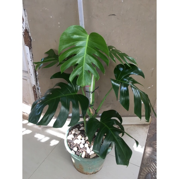 Kings Monstera Deliciosa Jumbo