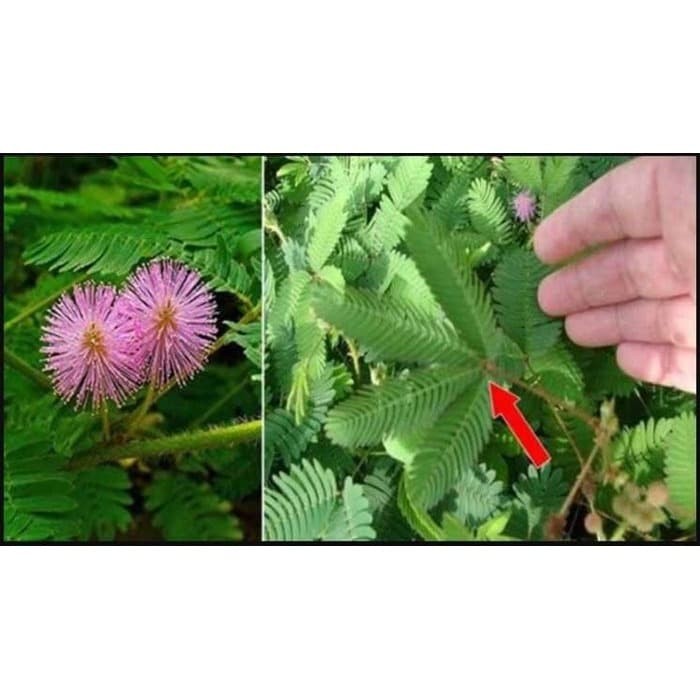 

Putri Malu Mimosa Pudica SiKejut 100 gr