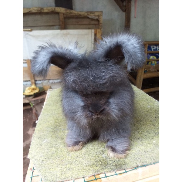 Kelinci hias Anggora English