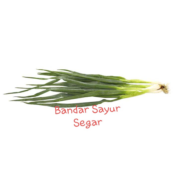 

Sayuran bawang daun segar bagus baik per ikat