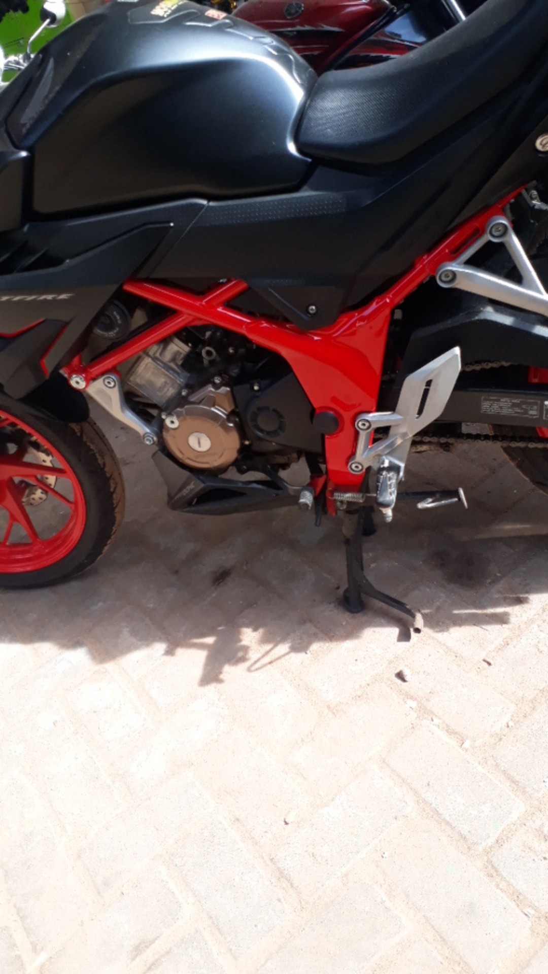 Tanaman Buah Strawberry Jumbo California Cod