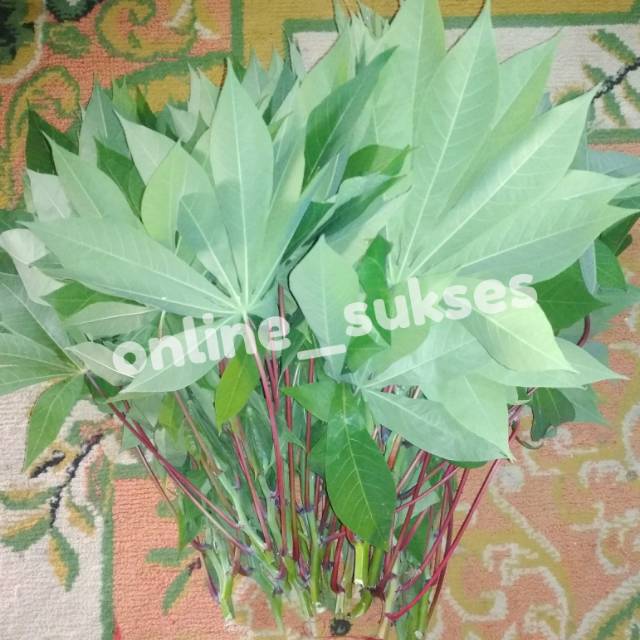 

Daun Singkong Ikat Segar - 225