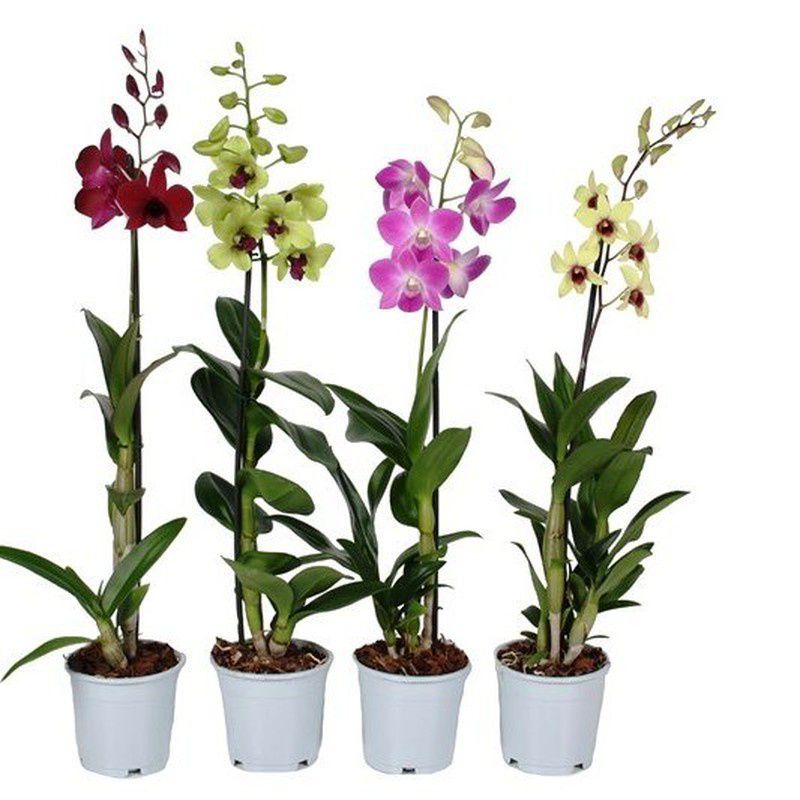 4 PAKET TANAMAN HIAS ANGGREK DENDROBIUM