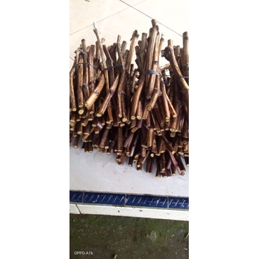 cutting anggur import farian ninel