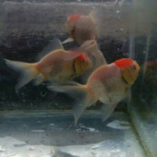 Ikan Koki Kepala Merah (merah-putih) Tulungagung
