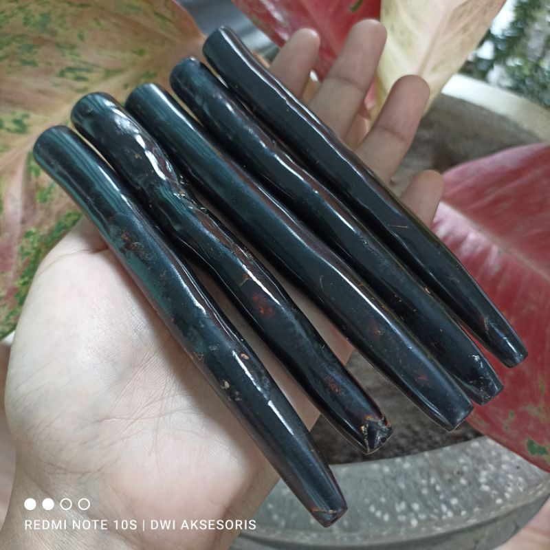 once akar Bahar tali arus