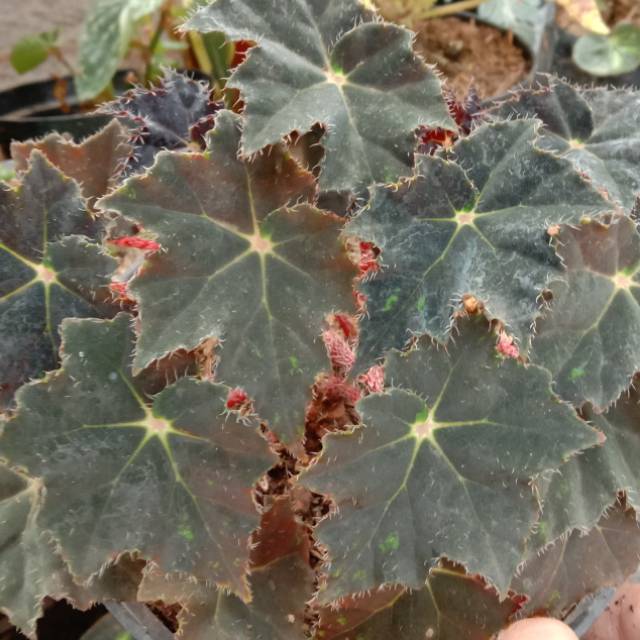 Begonia daun hitam/ begonia black velvet