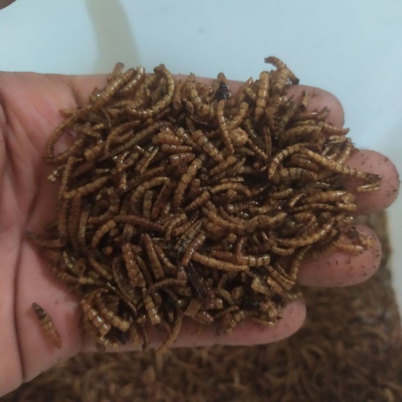 DRIED MEALWORM PROTEIN HAMSTER/GERBIL/SUGARGLIDER/LANDAK FOR DAILY NUTRITION