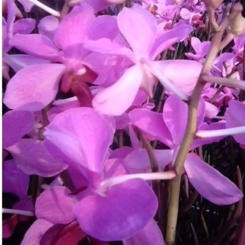 tanaman hias bunga cantik bunga anggrek tanah tanaman hias bunga anggrek/bibit tanaman hias bunga an