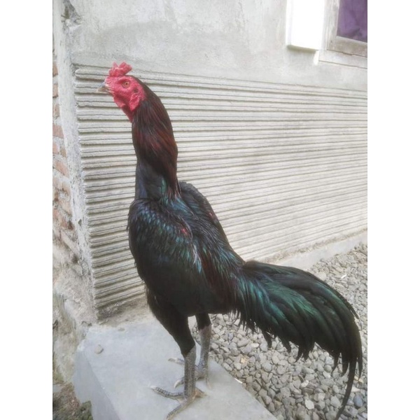 Telur Ayam Pakhoy Maneedaeng X Blackbull Full Brakot - Ayam Bangkok Import - pakoy import - Telur Pakoi - pakoe brutal