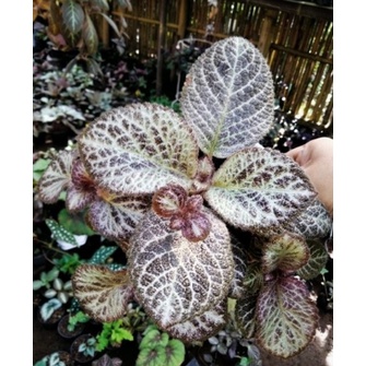 Live  kak Rayimargina Episcia Littlepom, Pink, Strawberry