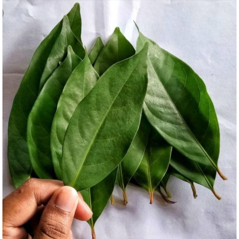 

daun salam segar 200 gram ( daun kaya manfaat)