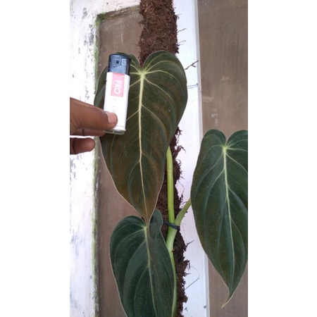 Melano Daun Besar Murah