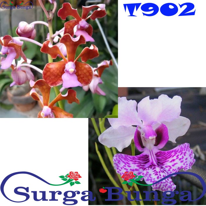 Seddling Anggrek Vanda T902 - bibit bunga - vanda limbata X vanda hookeriana