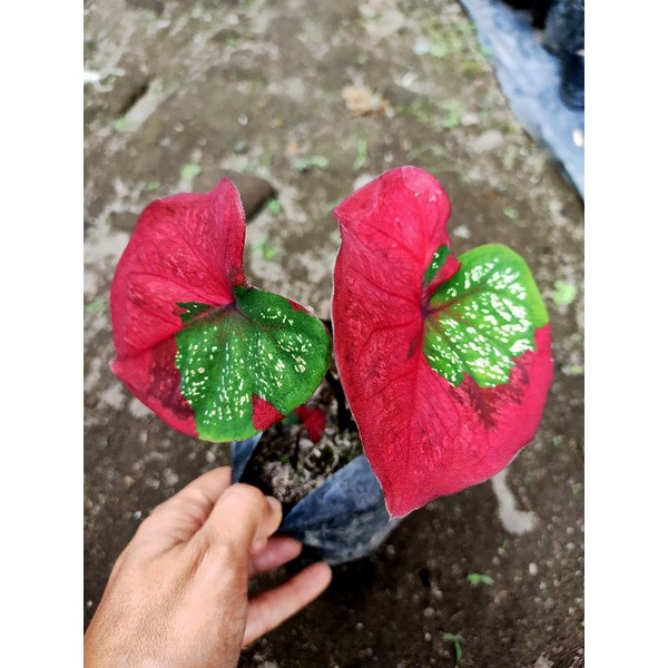Caladium baret