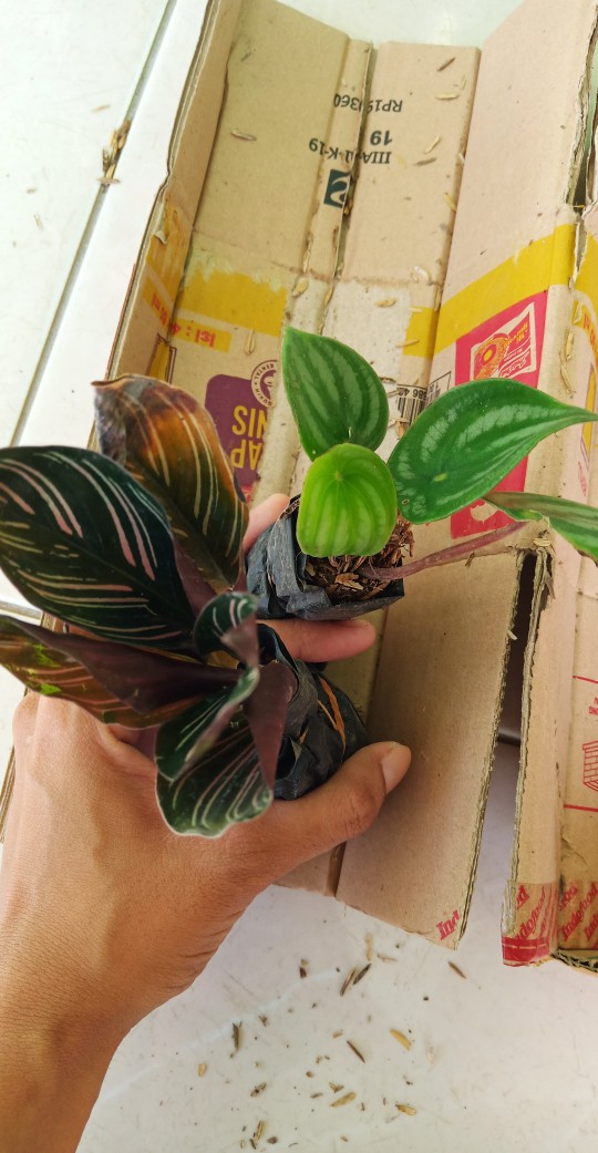 Calathea Ornata Sanderiana /bibit Tanaman Hias Bunga Kalatea