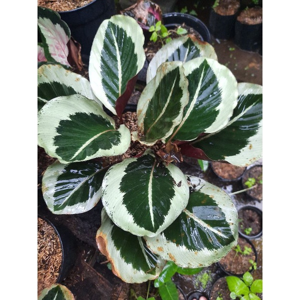 Calathea Cynthia